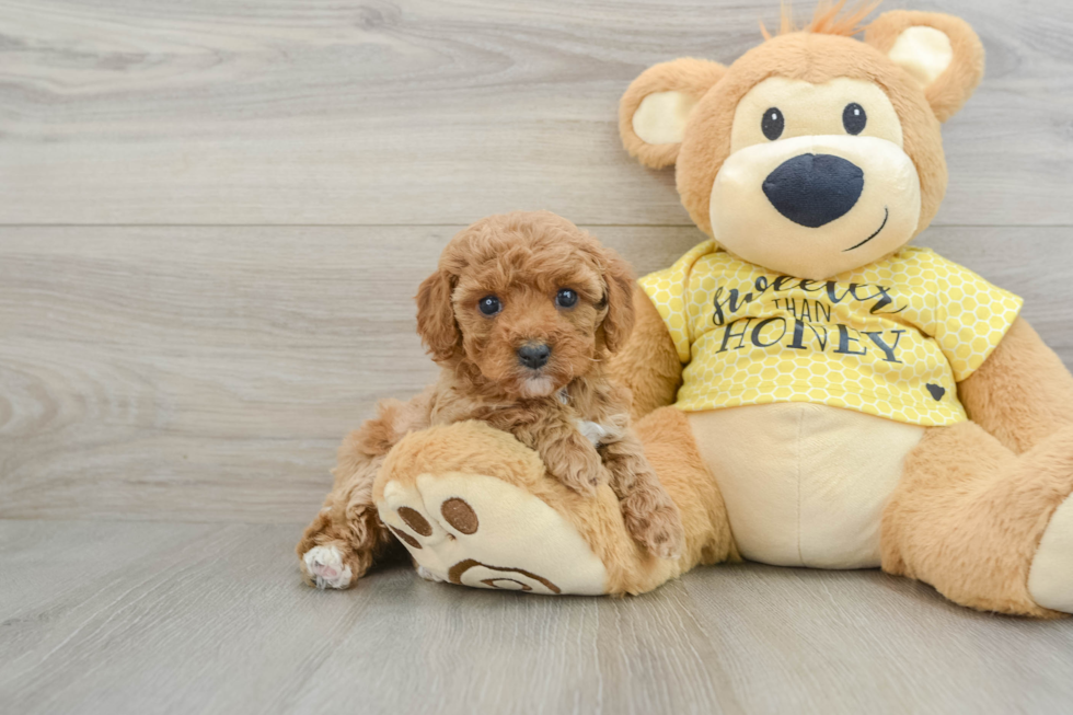 Cavapoo Puppy for Adoption