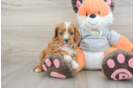 Playful Cavapoodle Poodle Mix Puppy
