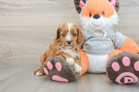 Playful Cavapoodle Poodle Mix Puppy