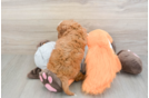 Best Cavapoo Baby