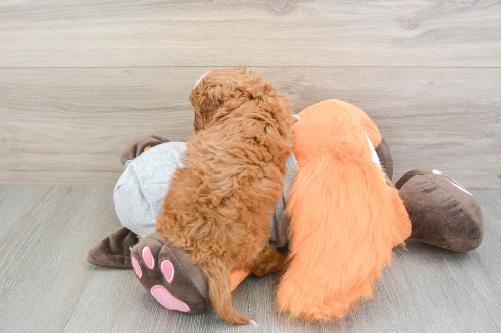 Best Cavapoo Baby