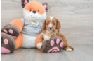Energetic Cavoodle Poodle Mix Puppy