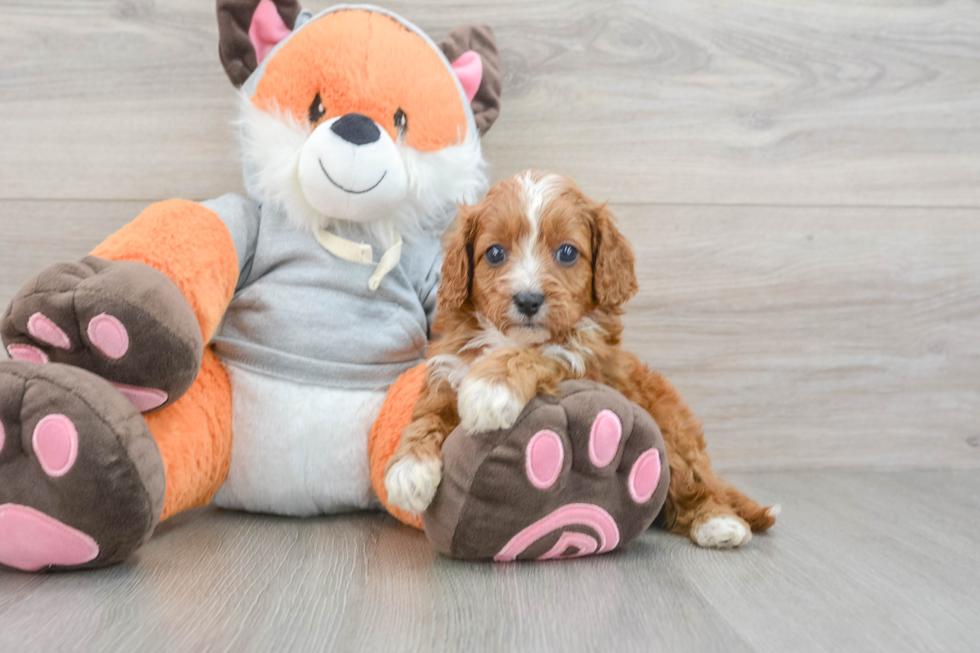 Energetic Cavoodle Poodle Mix Puppy