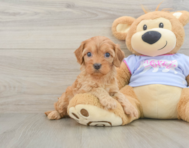 7 week old Cavapoo Puppy For Sale - Premier Pups