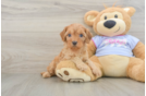Little Cavipoo Poodle Mix Puppy