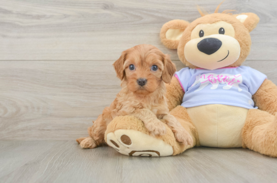 Little Cavipoo Poodle Mix Puppy