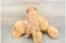 Fluffy Cavapoo Poodle Mix Pup