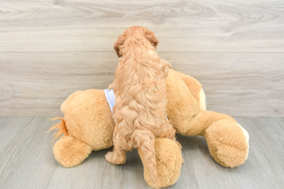 Fluffy Cavapoo Poodle Mix Pup