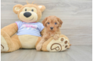 Fluffy Cavapoo Poodle Mix Pup