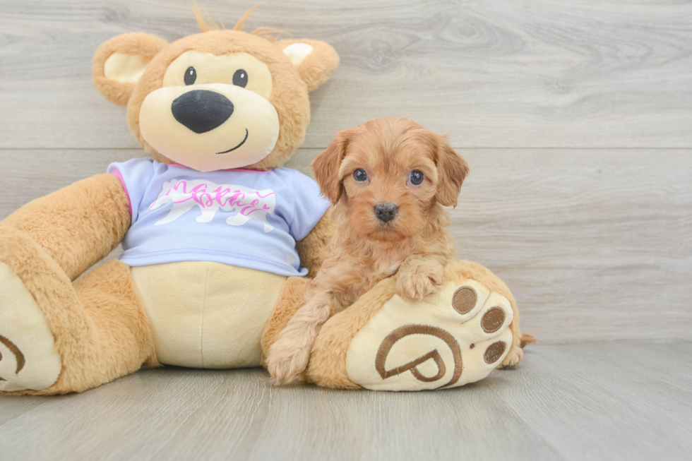 Fluffy Cavapoo Poodle Mix Pup