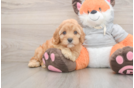 Best Cavapoo Baby