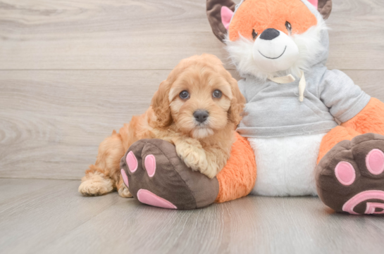 Best Cavapoo Baby