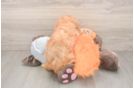 Playful Cavapoodle Poodle Mix Puppy