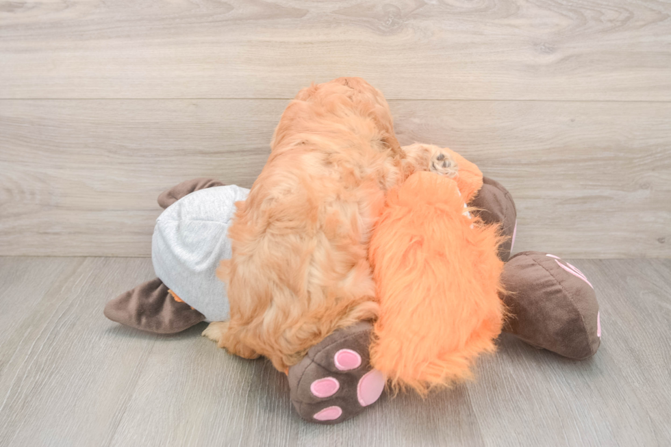 Playful Cavapoodle Poodle Mix Puppy