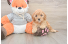 Fluffy Cavapoo Poodle Mix Pup