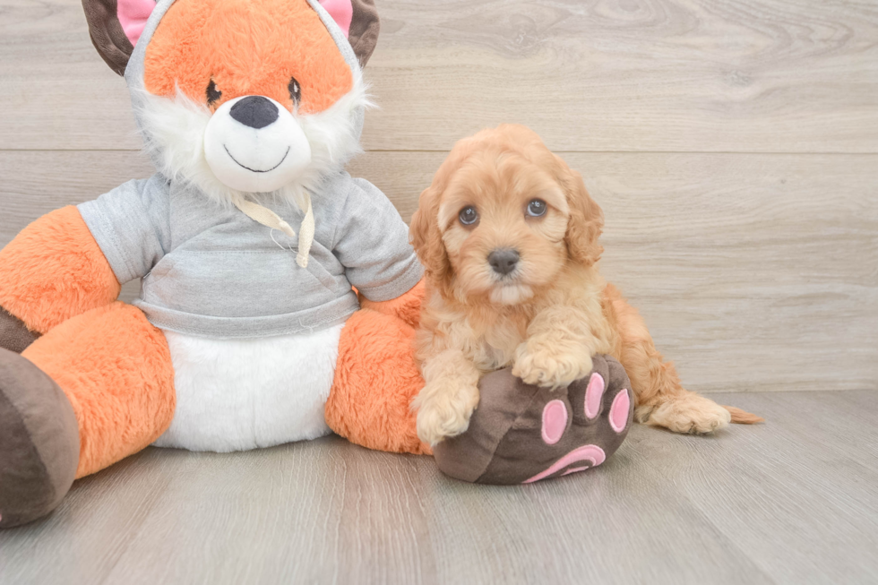 Fluffy Cavapoo Poodle Mix Pup