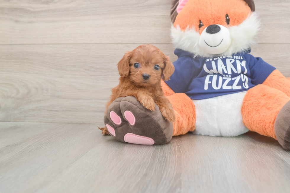 Meet Queenie - our Cavapoo Puppy Photo  2/3 - Premier Pups Small Cavapoo Baby