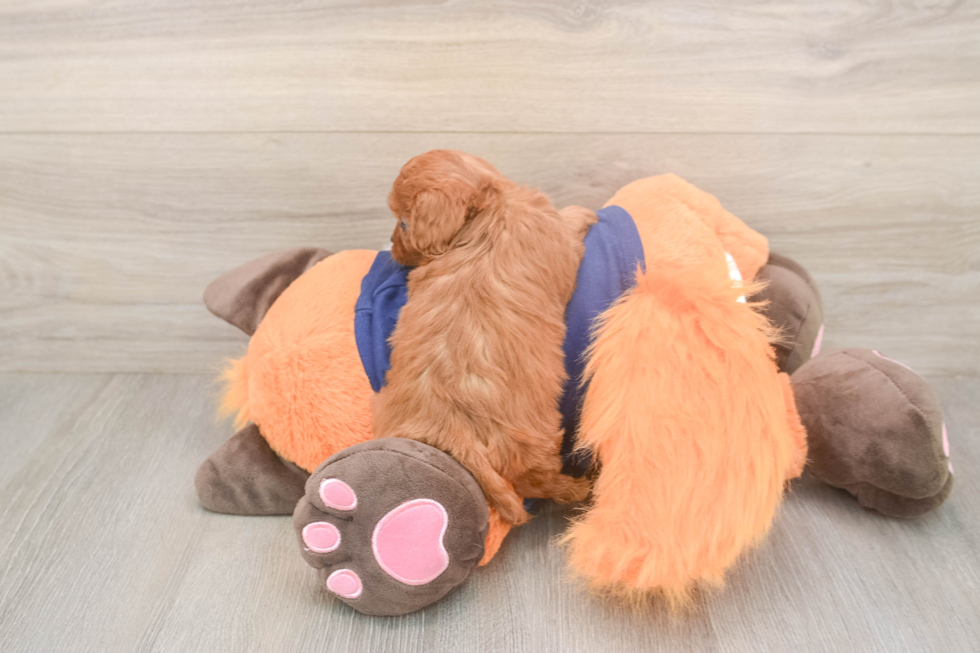 Meet Queenie - our Cavapoo Puppy Photo  3/3 - Premier Pups Best Cavapoo Baby