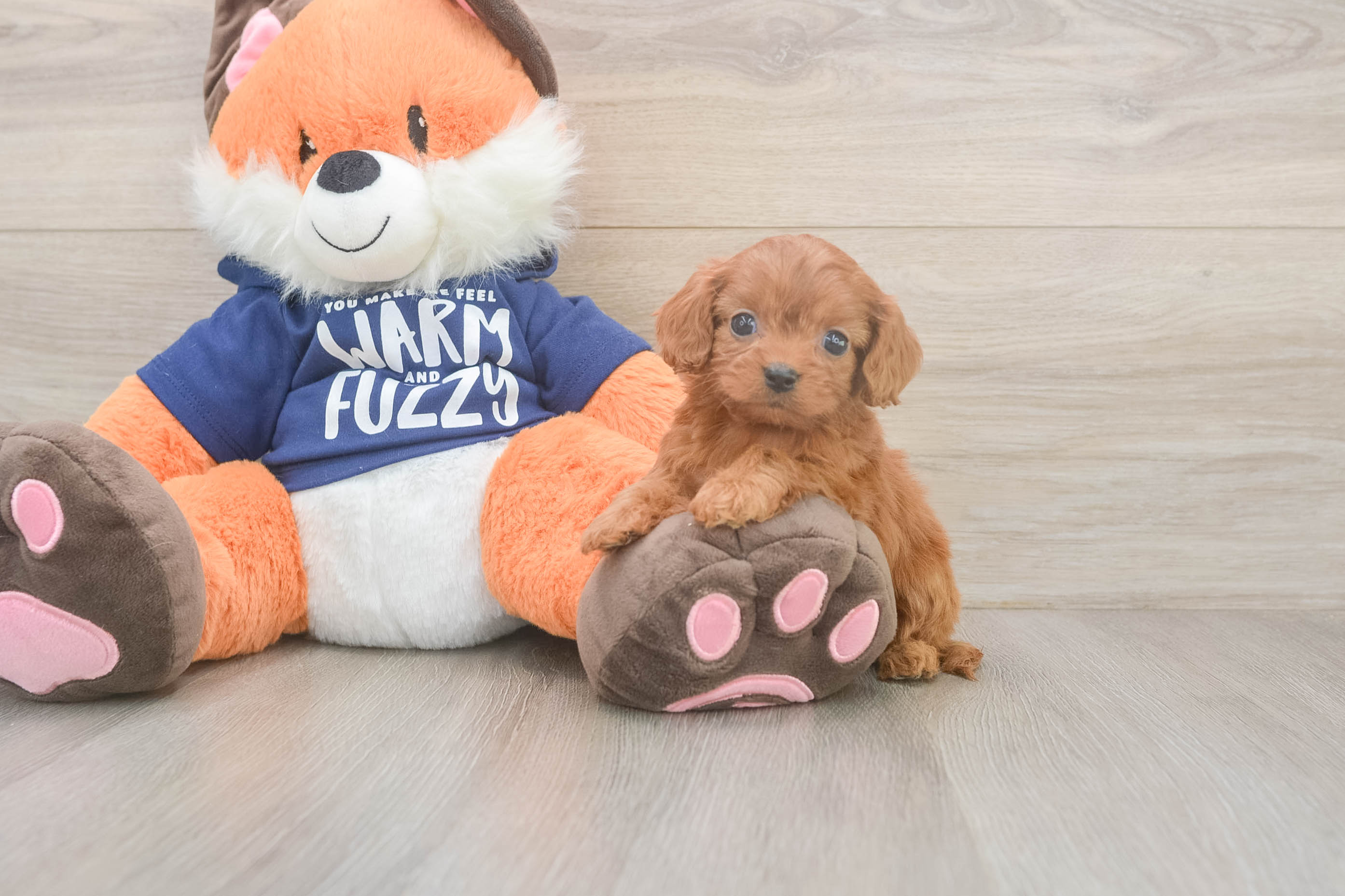 Happy Cavapoo Baby