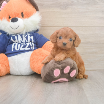 QUEENIE, a Cavapoo puppy from Los Angeles CA