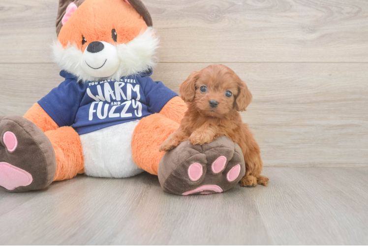 Meet Queenie - our Cavapoo Puppy Photo  1/3 - Premier Pups Happy Cavapoo Baby
