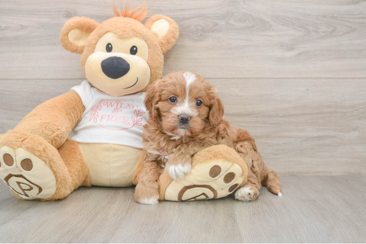 Smart Cavapoo Poodle Mix Pup