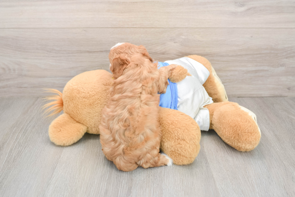 Best Cavapoo Baby