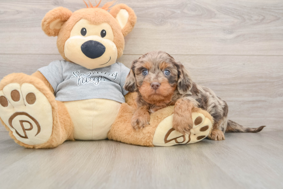 Best Cavapoo Baby