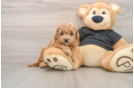 Little Cavipoo Poodle Mix Puppy