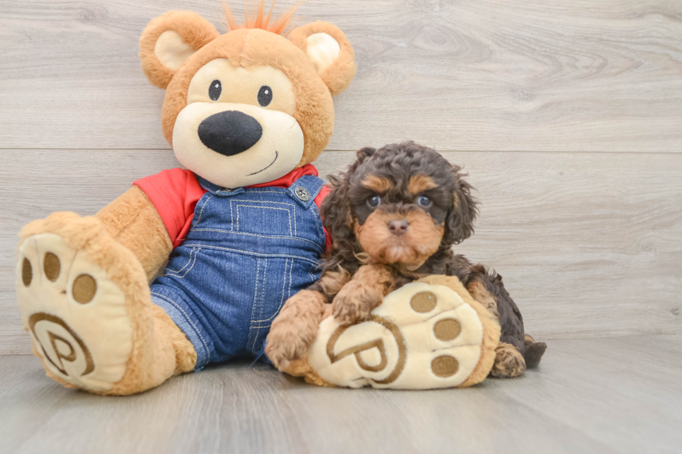 Small Cavapoo Baby