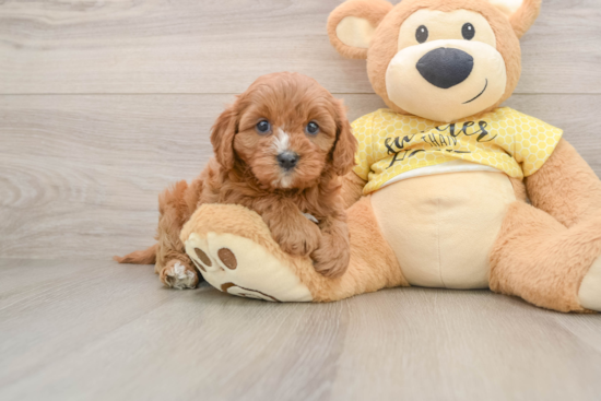 Friendly Cavapoo Baby