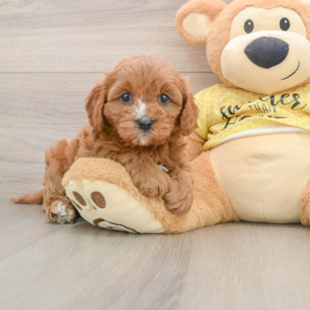 Friendly Cavapoo Baby