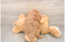 Funny Cavapoo Poodle Mix Pup