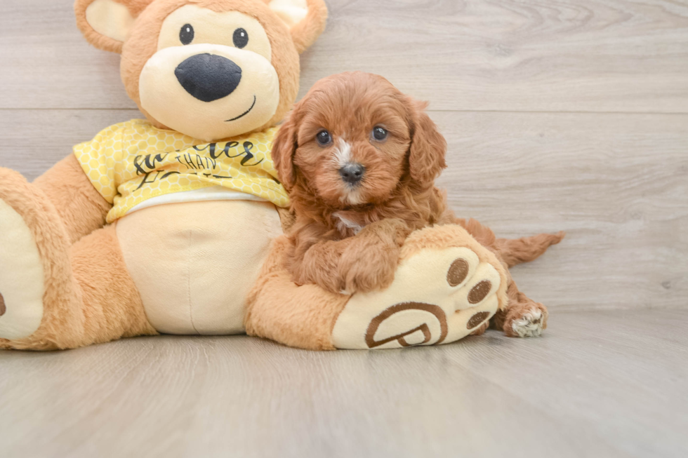 Little Cavipoo Poodle Mix Puppy