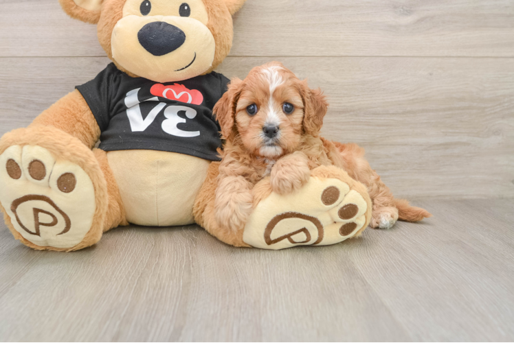 Best Cavapoo Baby