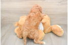 Sweet Cavapoo Baby