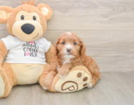 8 week old Cavapoo Puppy For Sale - Premier Pups