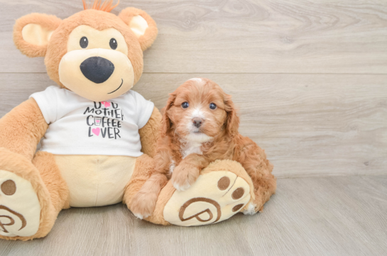Fluffy Cavapoo Poodle Mix Pup