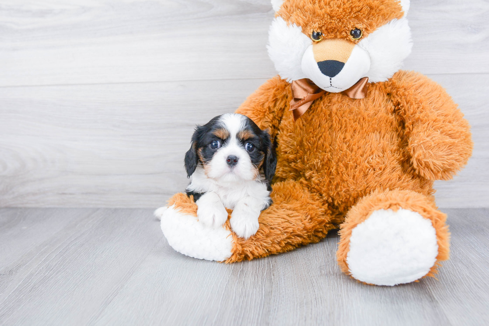 Playful Cavalier King Charles Spaniel Baby