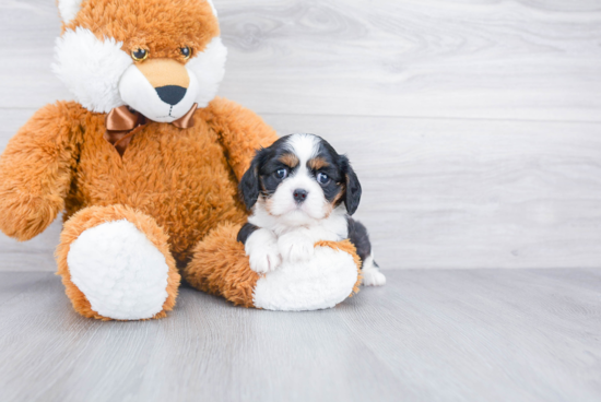 Friendly Cavalier King Charles Spaniel Baby