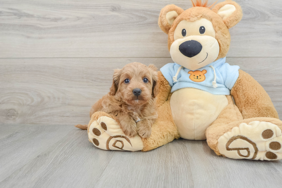 Adorable Cavalier King Charles Spaniel and Poodle Mix Poodle Mix Puppy