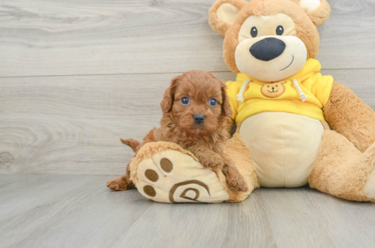 Happy Cavapoo Baby