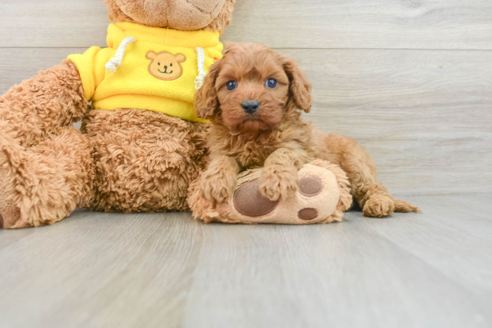 Best Cavapoo Baby