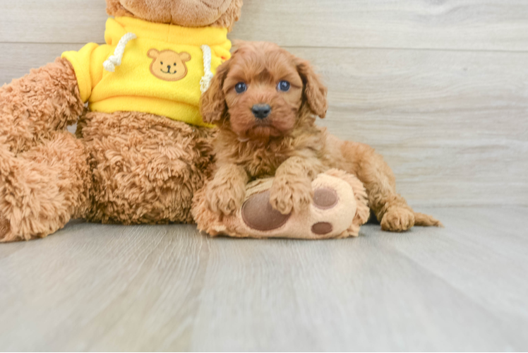 Little Cavipoo Poodle Mix Puppy