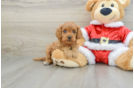 Best Cavapoo Baby