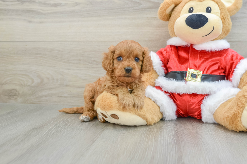 5 week old Cavapoo Puppy For Sale - Premier Pups