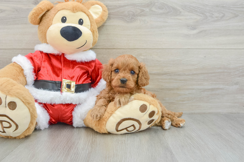 Funny Cavapoo Poodle Mix Pup