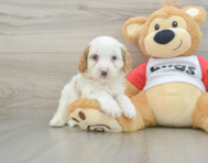 8 week old Cavapoo Puppy For Sale - Premier Pups