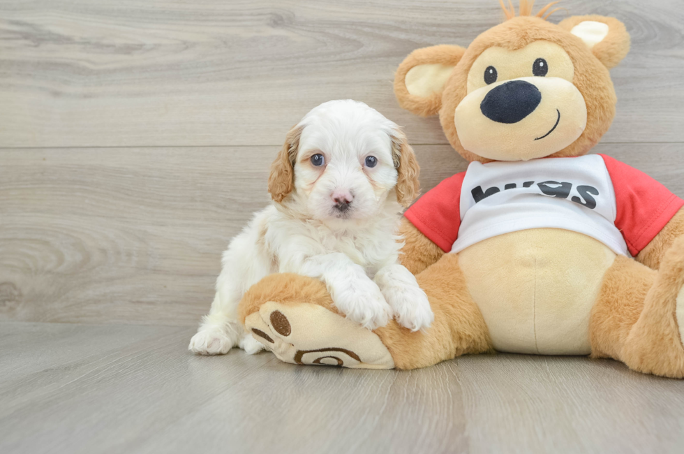 5 week old Cavapoo Puppy For Sale - Premier Pups