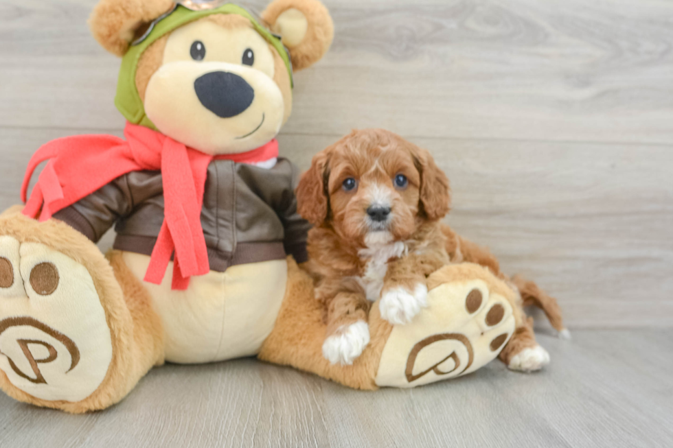 Playful Cavapoodle Poodle Mix Puppy